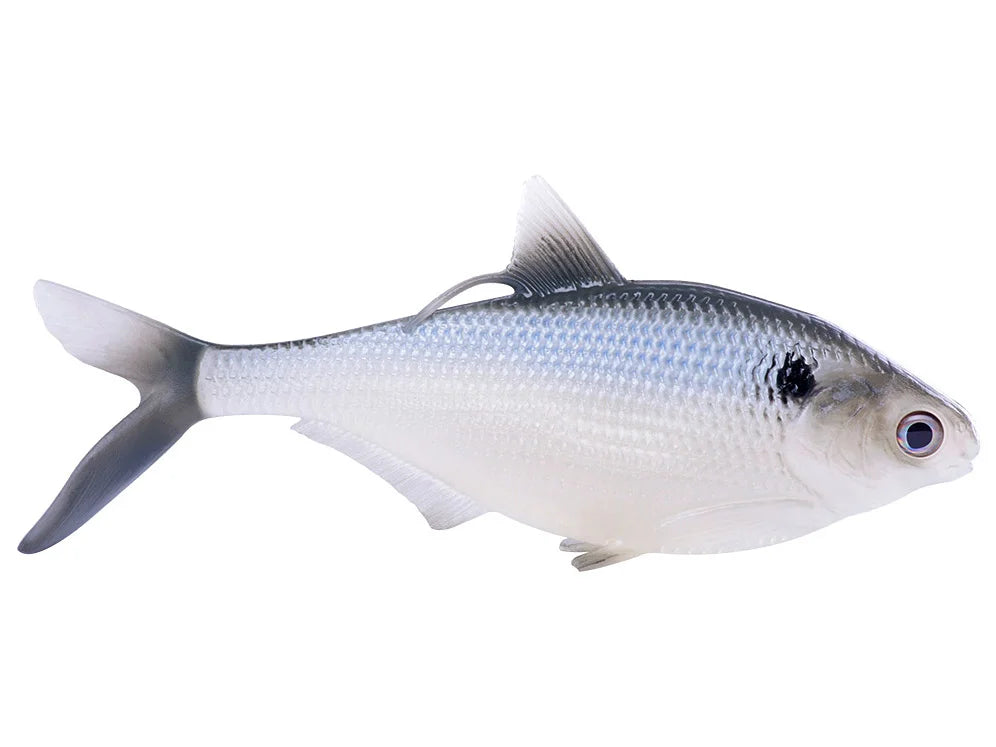 Silver Shad