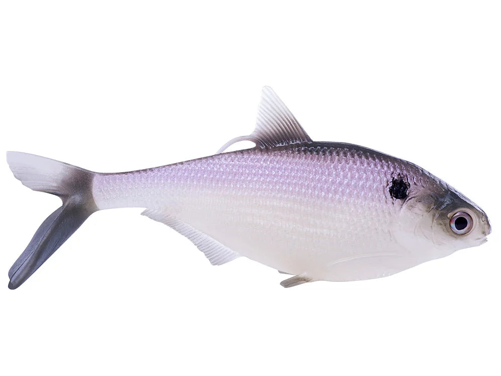 Purple Shad