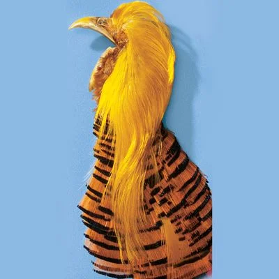 Golden Pheasant Head and Crest