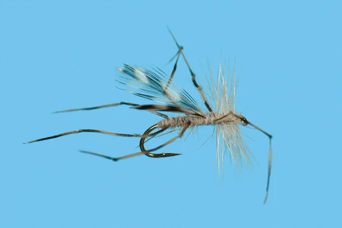 Solitude Crane Fly